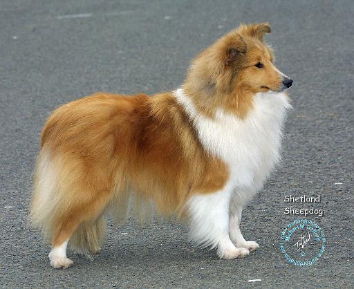 Shetland Sheepdog 8R003D-12.JPG